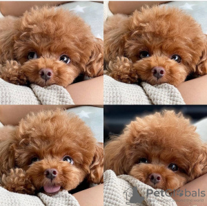 Photo №1. poodle (toy) - for sale in the city of Center District | 264$ | Announcement № 98533