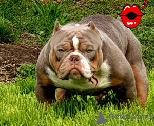 Photo №2 to announcement № 20354 for the sale of american bully - buy in Bulgaria from nursery