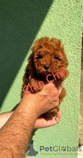 Photo №1. poodle (toy) - for sale in the city of Zrenjanin | negotiated | Announcement № 53656