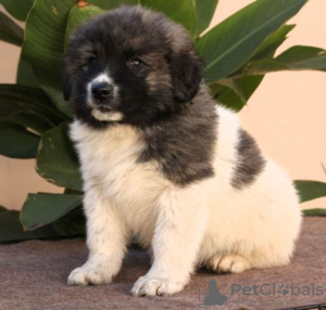 Additional photos: Caucasian German Shepherd puppies