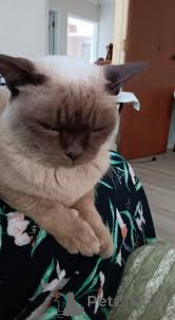 Photo №2 to announcement № 168361 for the sale of burmese cat - buy in Poland private announcement, breeder