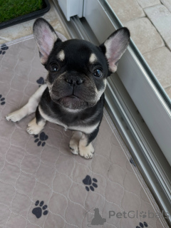 Photo №1. french bulldog - for sale in the city of Ostrava | negotiated | Announcement № 169357