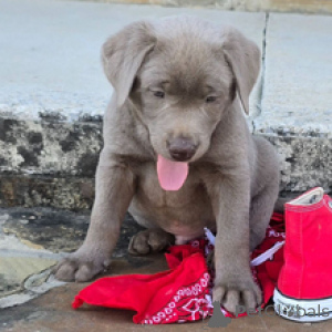 Photo №3. Labrador Retriever Male 7 weeks old Ready by Mar. 30. Germany