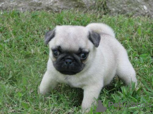 Photo №2 to announcement № 108673 for the sale of pug - buy in Finland private announcement