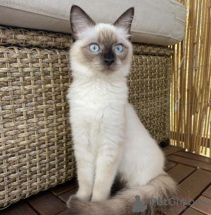 Photo №4. I will sell siamese cat in the city of Berlin.  - price - 845$