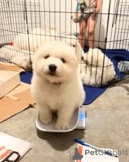 Photo №1. samoyed dog - for sale in the city of Brussels | 723$ | Announcement № 162606