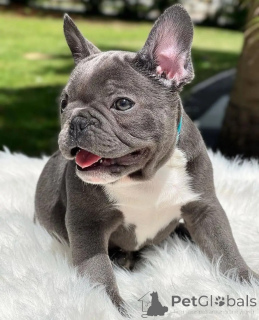 Photo №3. Love at First Snort! Meet Our French Bulldog Puppies. Germany