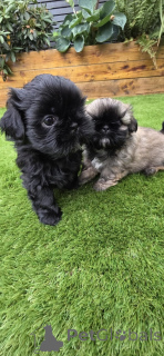 Photo №2 to announcement № 161878 for the sale of shih tzu - buy in Belgium private announcement, breeder