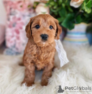 Photo №1. golden retriever - for sale in the city of Хилверсум | 300$ | Announcement № 87915