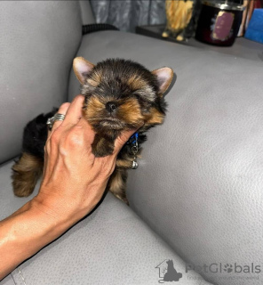 Photo №2 to announcement № 121639 for the sale of yorkshire terrier - buy in Germany 