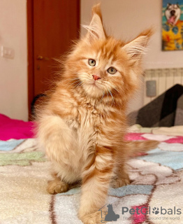 Photo №1. maine coon - for sale in the city of Berlin | 317$ | Announcement № 104000
