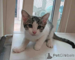 Photo №2 to announcement № 163570 for the sale of  - buy in Poland 