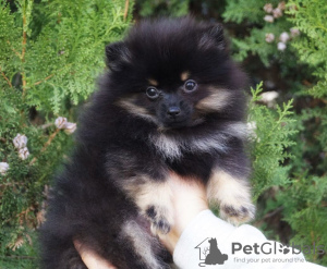 Photo №2 to announcement № 8196 for the sale of pomeranian - buy in Ukraine breeder