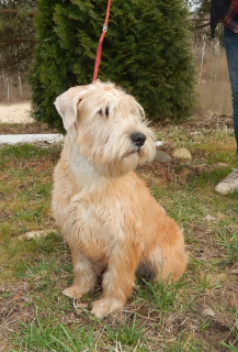 Photo №3. Irish Soft Coated Wheaten Terrier. Russian Federation