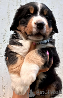 Photo №2 to announcement № 12848 for the sale of bernese mountain dog - buy in Ukraine private announcement