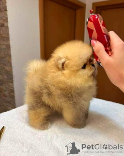 Photo №4. I will sell pomeranian in the city of Werbass.  - price - negotiated
