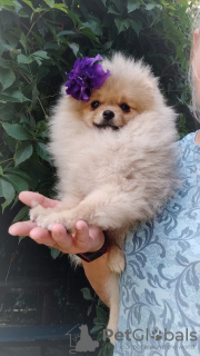 Photo №4. I will sell  in the city of Minsk. breeder - price - 300$