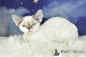 Photo №1. devon rex - for sale in the city of Vienna | 516$ | Announcement № 163450