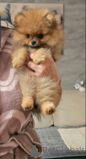 Photo №3. Beautiful pomeranian. Serbia