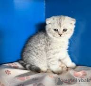Photo №2 to announcement № 166613 for the sale of scottish fold - buy in Belgium private announcement, breeder