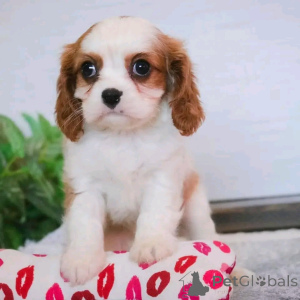 Photo №3. Cavalier King Charles Welpen zur Adoption. Germany
