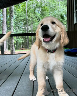 Photo №1. golden retriever - for sale in the city of Quedlinburg | 423$ | Announcement № 120380