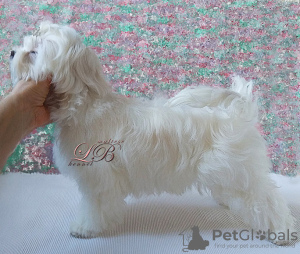 Photo №2 to announcement № 17858 for the sale of maltese dog - buy in Ukraine from nursery