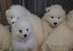 Photo №4. I will sell samoyed dog in the city of Grodno.  - price - 350$