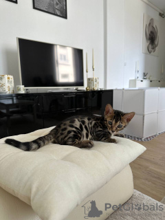 Photo №4. I will sell bengal cat in the city of Berlin. private announcement - price - 338$