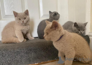 Photo №1. british shorthair - for sale in the city of ROVANIEMI | Is free | Announcement № 165668
