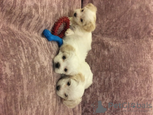 Photo №2 to announcement № 15740 for the sale of maltese dog - buy in United States 