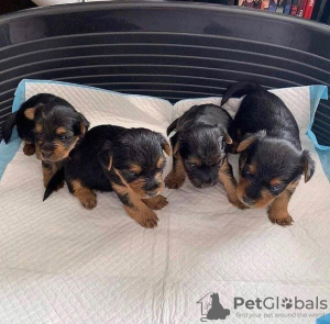 Photo №3. Amazing Yorkshire Terrier puppies available now for loving homes. United States