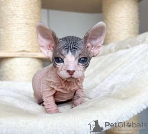 Photo №1. sphynx cat - for sale in the city of Stockholm | negotiated | Announcement № 113198