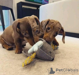 Photo №3. Buy your lovely Vaccinated dachshund puppies available now for loving homes. Germany