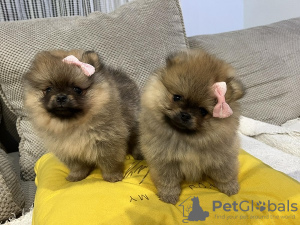 Photo №1. pomeranian - for sale in the city of Нови Сад | 1585$ | Announcement № 108957