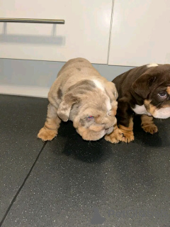 Photo №1. english bulldog - for sale in the city of Lauciene | 500$ | Announcement № 93504