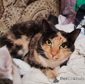 Photo №4. I will sell  in the city of Minsk. from the shelter - price - Is free