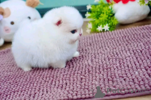 Photo №2 to announcement № 160057 for the sale of pomeranian - buy in Germany private announcement, from nursery