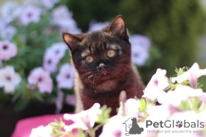 Photo №2 to announcement № 116742 for the sale of british shorthair - buy in United States private announcement