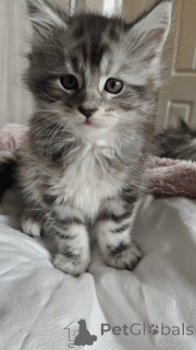 Photo №2 to announcement № 145312 for the sale of maine coon - buy in Germany private announcement