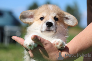 Photo №2 to announcement № 174764 for the sale of welsh corgi - buy in Belarus private announcement