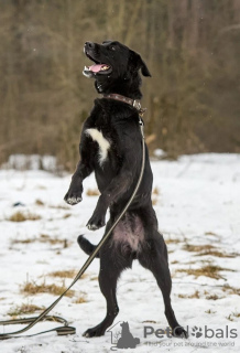 Photo №4. I will sell non-pedigree dogs in the city of Москва. private announcement - price - Is free