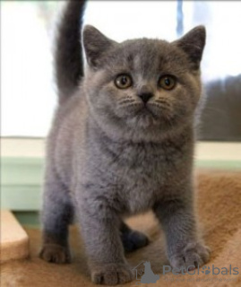 Photo №2 to announcement № 98358 for the sale of british shorthair - buy in Georgia 