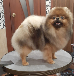 Photo №2 to announcement № 6937 for the sale of pomeranian - buy in Russian Federation from nursery