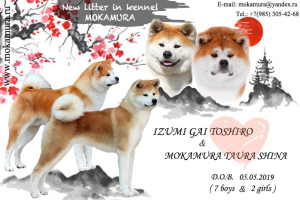 Photo №1. akita - for sale in the city of Russia | negotiated | Announcement № 2985