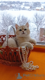 Photo №1. british shorthair - for sale in the city of Торонто | 1000$ | Announcement № 32292