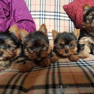 Photo №1. yorkshire terrier - for sale in the city of Hamburg | negotiated | Announcement № 154048