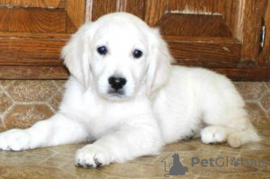 Photo №1. golden retriever - for sale in the city of Sibiu | Is free | Announcement № 93372