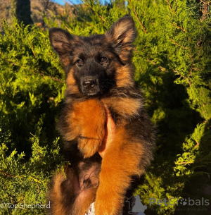 Photo №4. I will sell german shepherd in the city of Paris. private announcement, breeder - price - 1032$