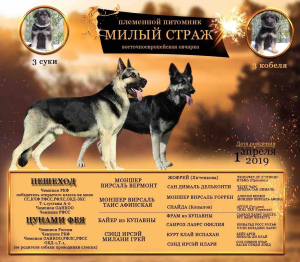 Photo №2 to announcement № 2526 for the sale of east-european shepherd - buy in Russian Federation from nursery, breeder